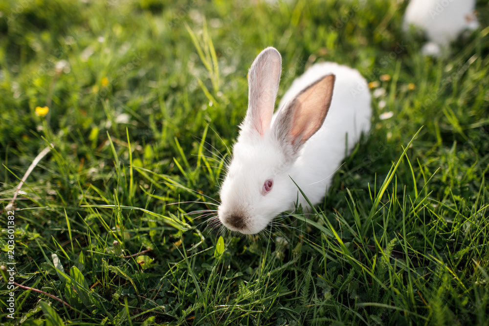 Little rabbit on green grass Little rabbit on green grass