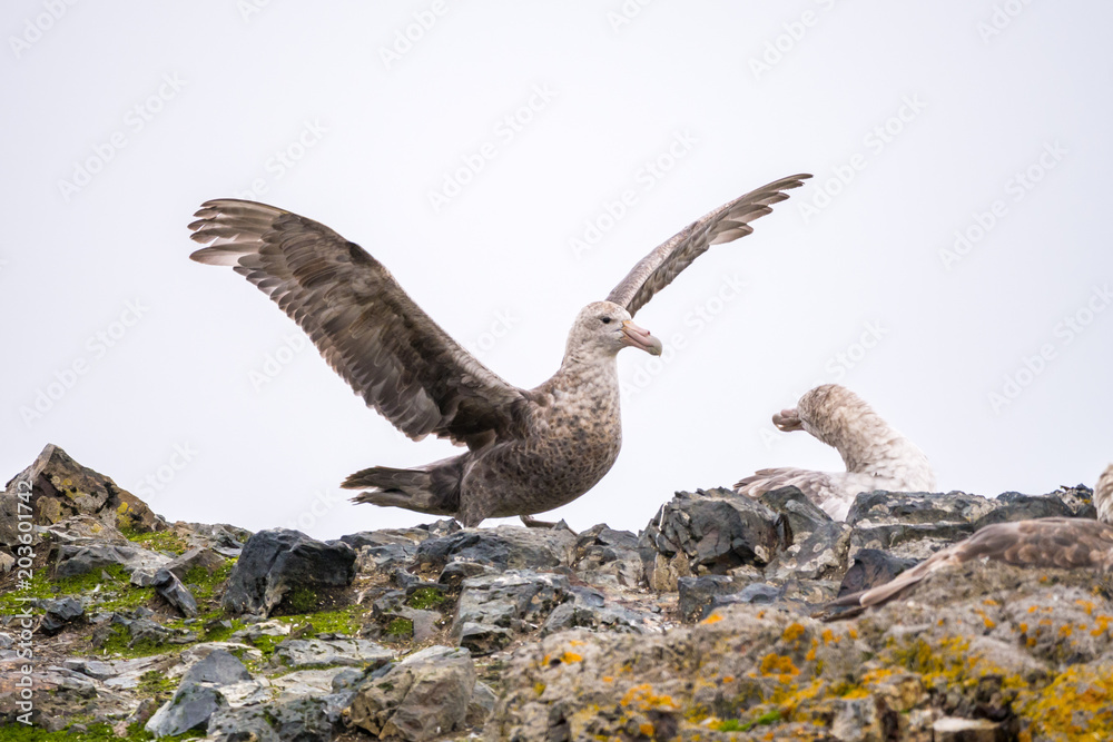 Southern giant petrel with open wings, Hannah Point, South Shetland Islands, Antarctica Southern giant petrel with open wings, Hannah Point, South Shetland Islands, Antarctica