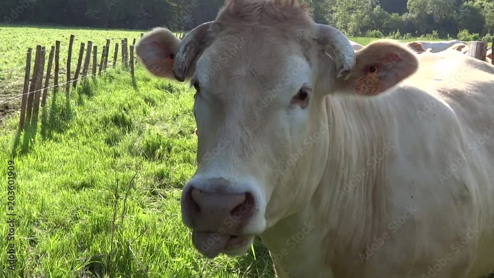 Vache de profil.