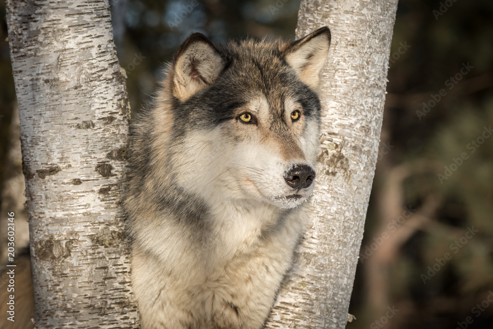 Grey Wolf (Canis lupus) Looks Out From Birch Trees