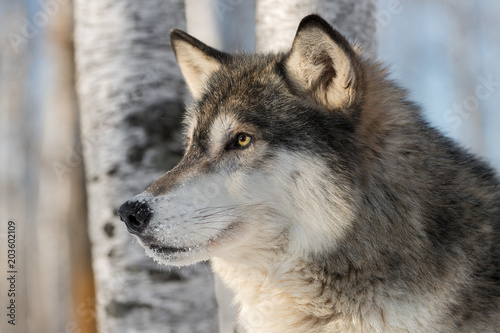 Grey Wolf (Canis lupus) Calm Profile © geoffkuchera