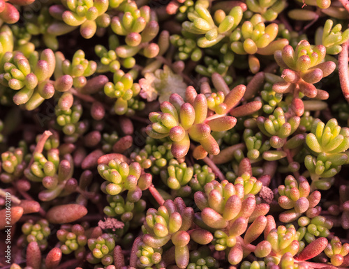 Purple background, Cactus succulent plant 