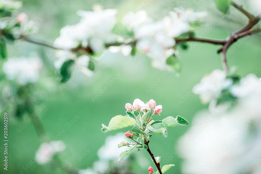 Flowers of blossoming apple tree branch on a spring day Flowers of blossoming apple tree branch on a spring day