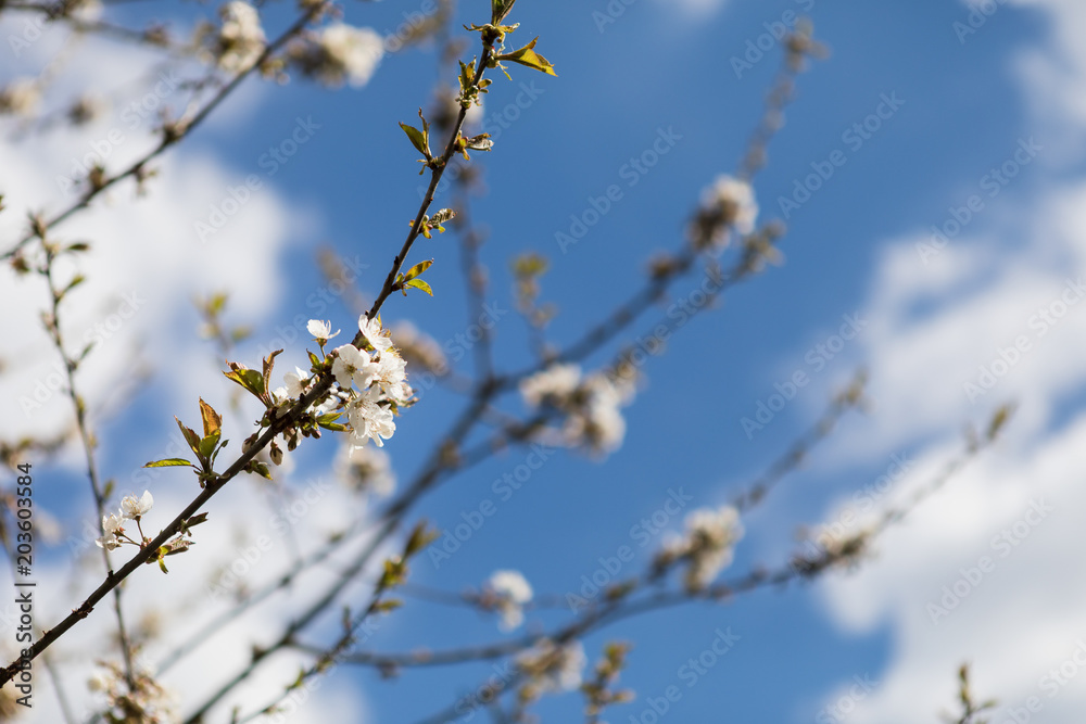 Spring twig