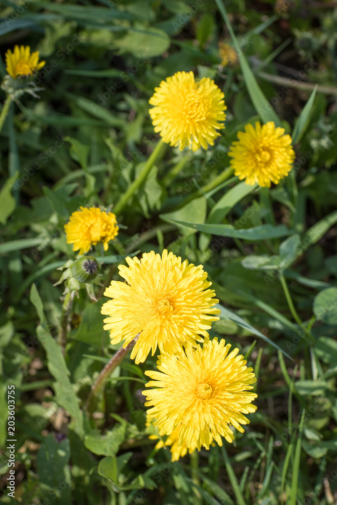 Close up of blooming yellow dandelion flowers Close up of blooming yellow dandelion flowers
