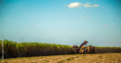 Sugar cane hasvest plantation