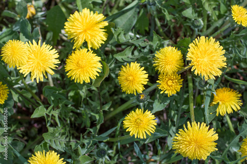 Close up of blooming yellow dandelion flowers