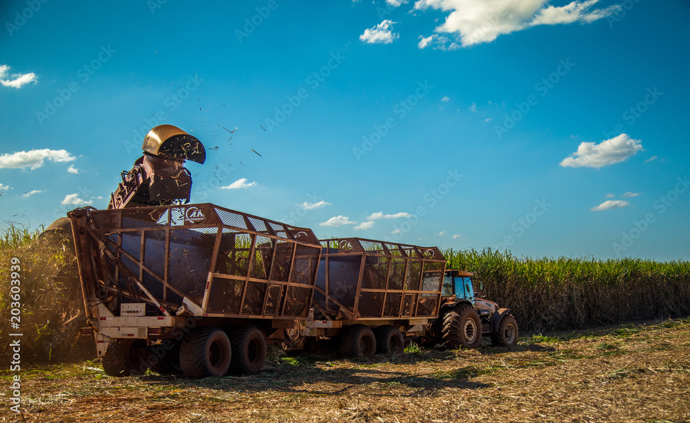 Fototapeta premium Sugar cane hasvest plantation