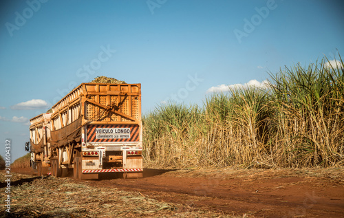 Sugar cane hasvest plantation photo