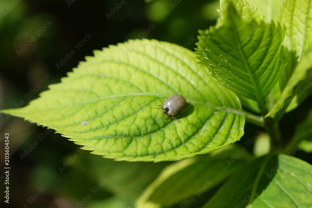 Castor bean tick (Ixodes ricinus) Castor bean tick (Ixodes ricinus)