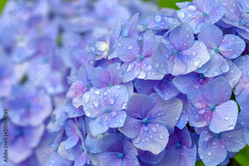 雨上がりの紫陽花　Hydrangea