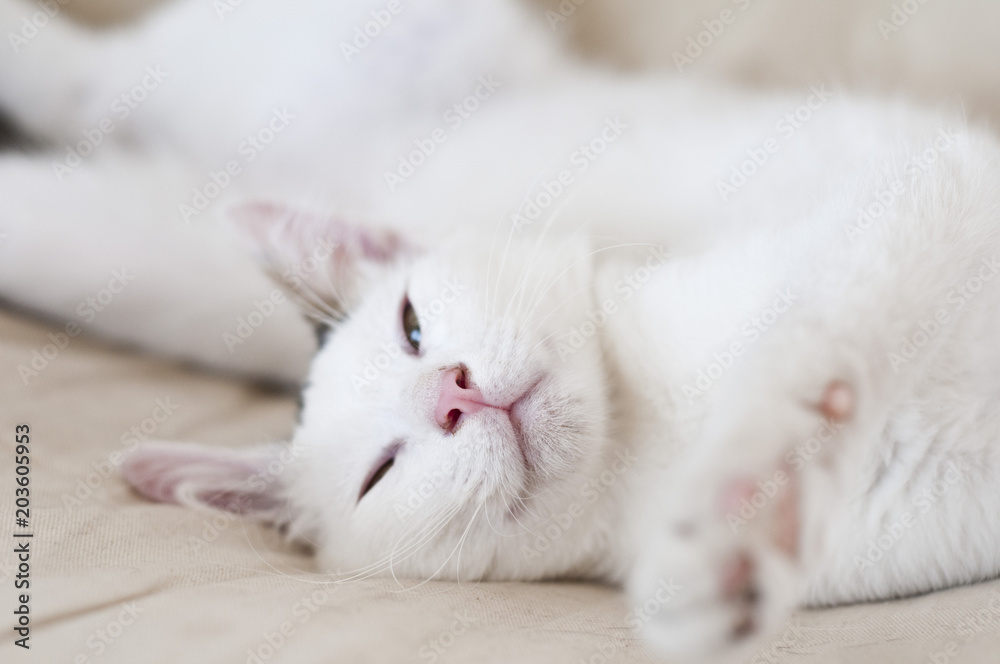 Close-up of white kitten waking up from a nap