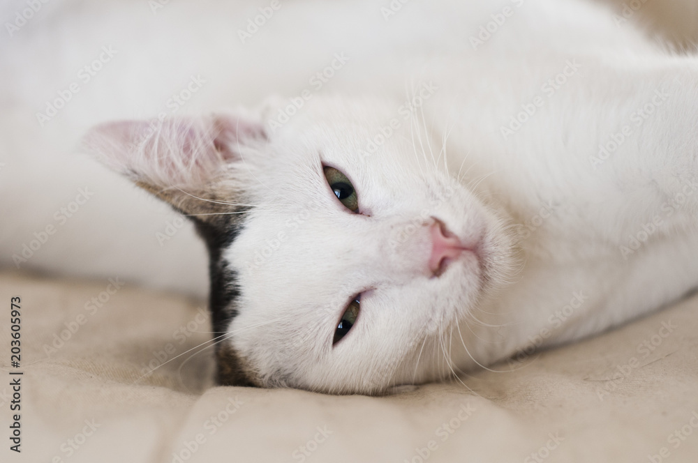 Close-up of white kitten waking up from a nap Close-up of white kitten waking up from a nap