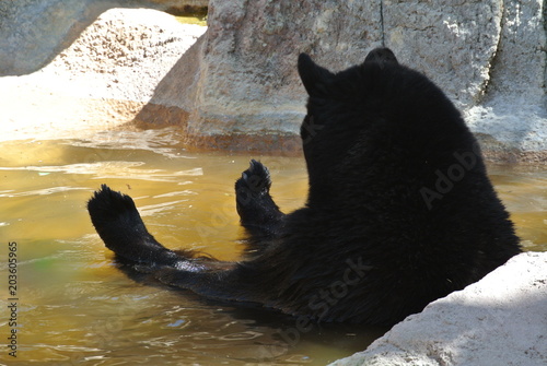 Black bear chillin' out!