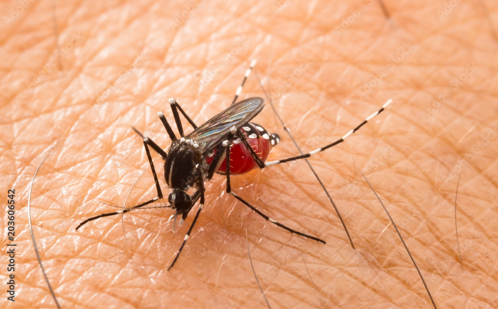 Aedes aegypti Mosquito. Close up a Mosquito sucking human blood,Mosquito Vector-borne diseases,Chikungunya.Dengue fever.Rift Valley fever.Yellow fever.Zika.Mosquito on skin Aedes aegypti Mosquito. Close up a Mosquito sucking human blood,Mosquito Vector-borne diseases,Chikungunya.Dengue fever.Rift Valley fever.Yellow fever.Zika.Mosquito on skin