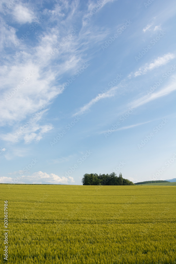 Obraz premium 初夏の麦畑