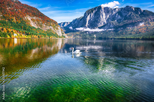 Fototapeta Naklejka Na Ścianę i Meble -  Sunny morning and swan on the lake Altausseer See Alps Austria Europe