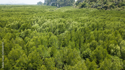 aerial view landscape of Tree or forest , Krabi Thailand