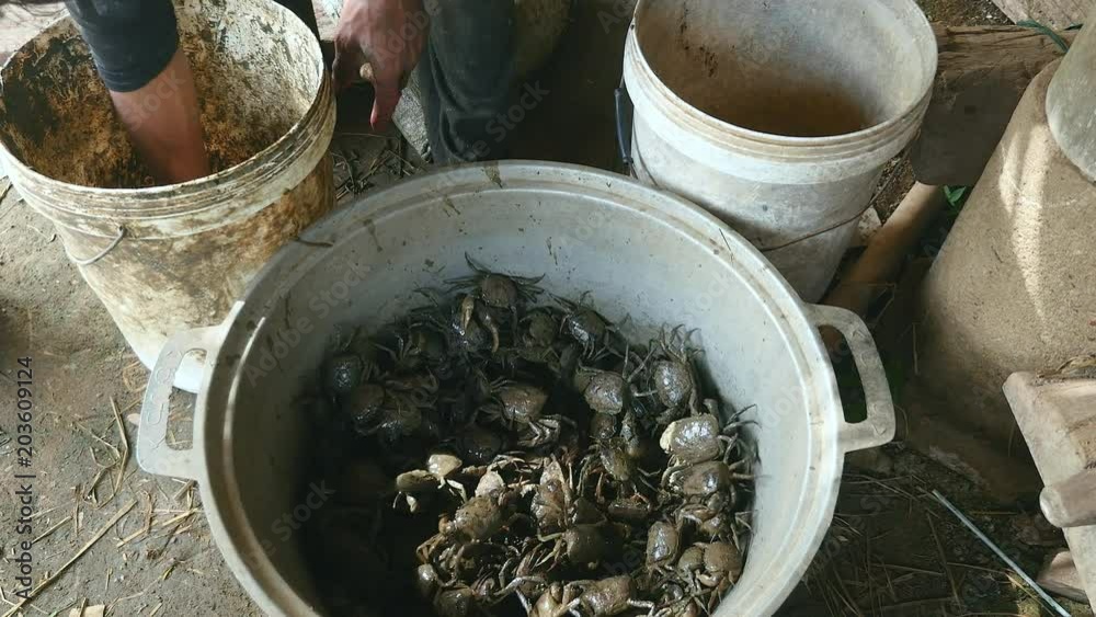 Mud crabs caught in rice fields and thrown into a bucket by a crab hunter Mud crabs caught in rice fields and thrown into a bucket by a crab hunter