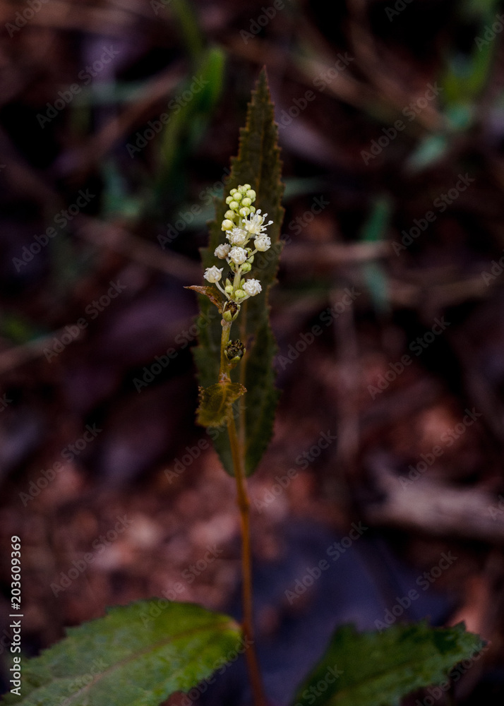 Flores, folhas e pequenos frutos do bioma Cerrado brasileiro, fotografo em 2018 com luz natural, na região da Serra do Cipó, em Minas Gerais Flores, folhas e pequenos frutos do bioma Cerrado brasileiro, fotografo em 2018 com luz natural, na região da Serra do Cipó, em Minas Gerais