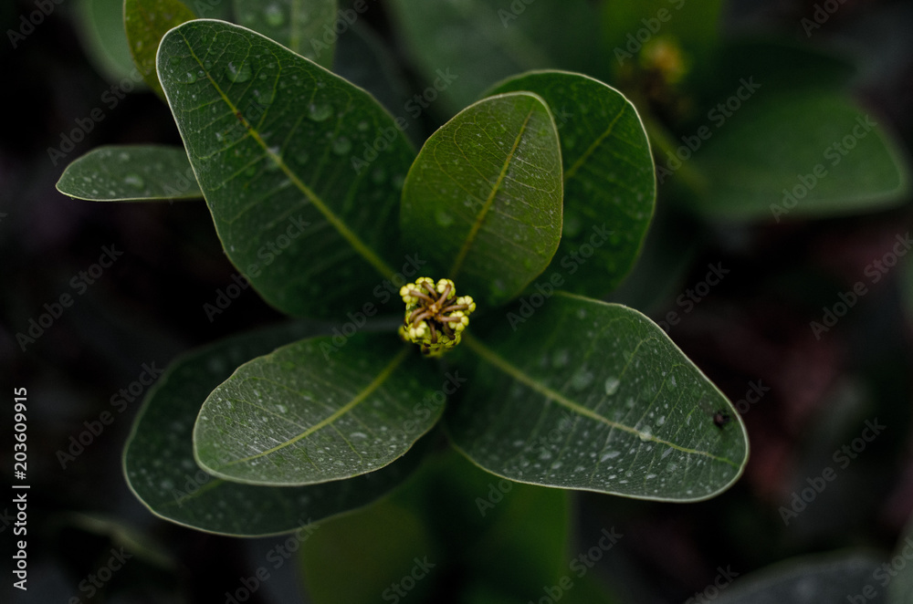 Plantas, flores e frutos do Cerrado brasileiro, um dos mais importantes biomas do mundo com uma diversidade de fauna e flora muito rica. Plantas, flores e frutos do Cerrado brasileiro, um dos mais importantes biomas do mundo com uma diversidade de fauna e flora muito rica.