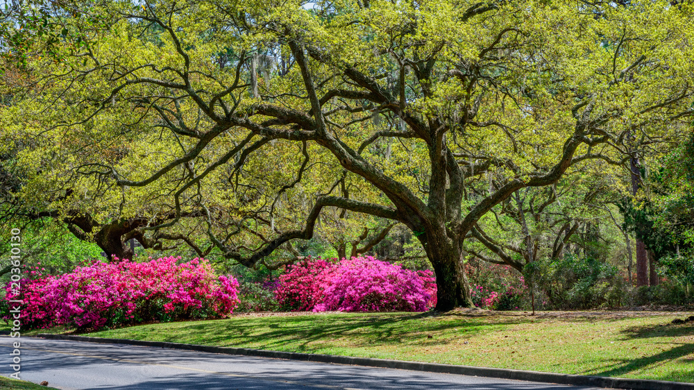 Azalea Garden in Spring - South Carolina with Live Oaks Azalea Garden in Spring - South Carolina with Live Oaks
