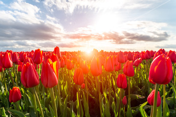 Wandcirkels Tulp Kleurrijke tulpenrijen in Hollands landschap  © Stockr