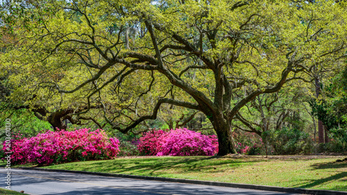 Azalea Garden in Spring - South Carolina with Live Oaks photo