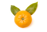 Clementine Orange on a White Background