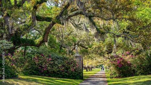 Azalea Garden in Spring - South Carolina with Live Oaks
