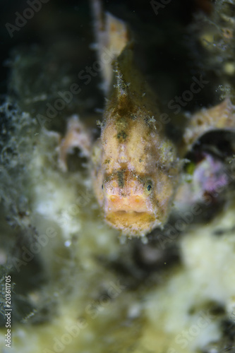 Closeup of Frogfish with Extreme Bokeh in Osezaki  Japan