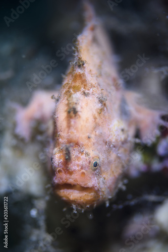 Closeup of Frogfish with Extreme Bokeh in Osezaki, Japan photo