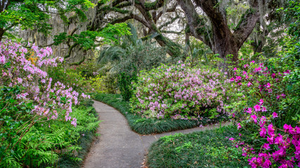 Keuken achterwand Tuin Bloeiende azalea's met eiken South Carolina  © Craig Zerbe