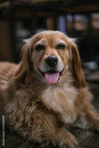 Portrait of golden dachshund mix dog at home