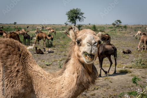 Portrait of an Indian Dromedary Camel Standing in Front of a Herd of Camels in the Thar Desert 