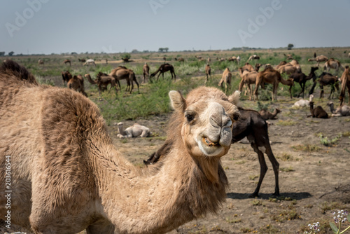 Portrait of an Indian Dromedary Camel Standing in Front of a Herd of Camels in the Thar Desert 
