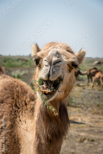 Portrait of an Indian Dromedary Camel Standing in Front of a Herd of Camels in the Thar Desert 