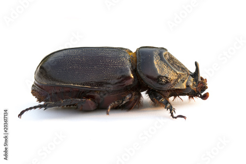 Image of Coconut rhinoceros beetle, Indian rhinoceros beetle, Asian rhinoceros beetle on white background. Insect.  Animal. © yod67
