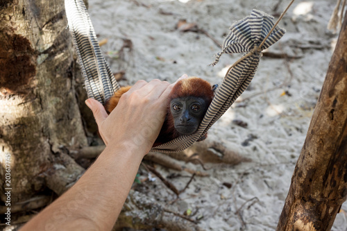 Photography Woman hand petting an orphan baby monkey in a hammock.