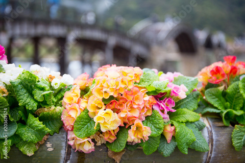 Colorful flower decoration with the wooden bridge at Iwakuni, Japan