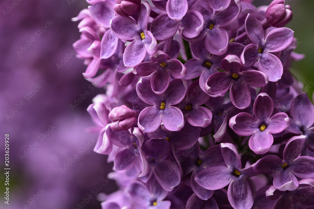 Der Flieder blüht wieder mit violetten Blüten