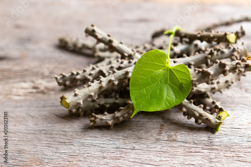 heart leaf moonseed herb for healthy, Tinospora cordifolia (Willd)., Menispermaceae photo