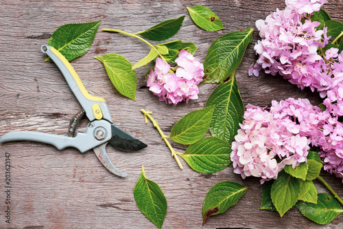 gardening tools on dirty grunge wooden background