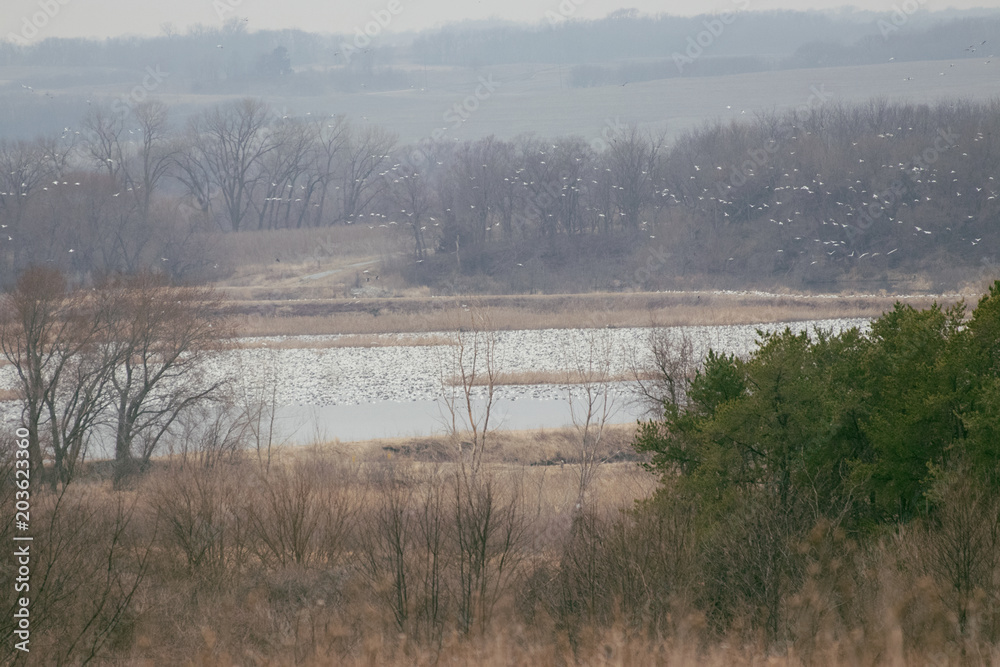Fototapeta premium Snow Geese at Riverton