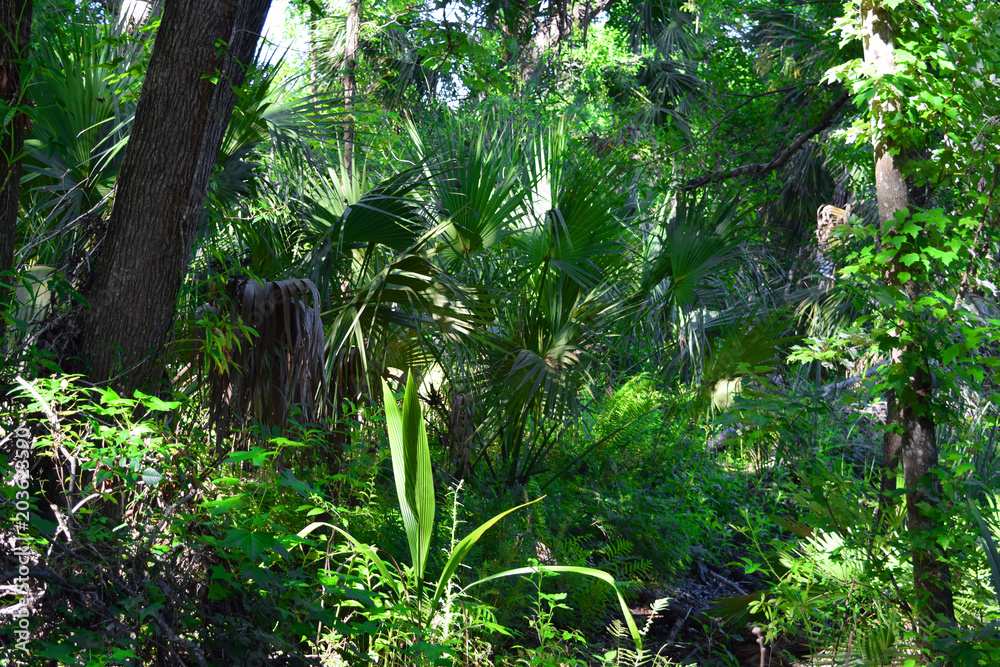 Lush Jungle Tropical Palms Green Background Flora and Fauna Rainforest