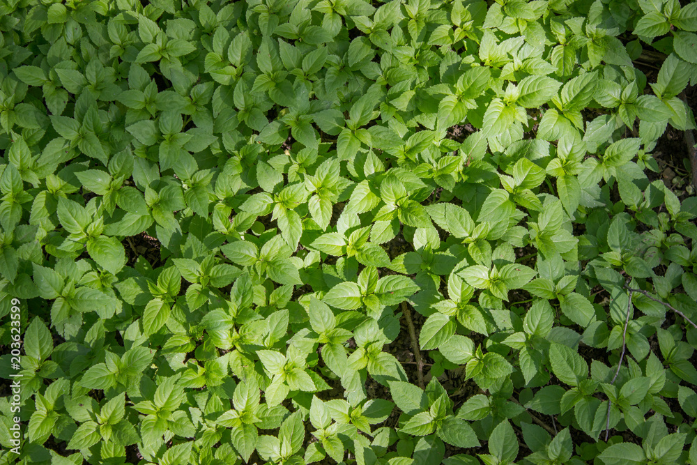 A pattern of green leaves of plants. View from above. A pattern of green leaves of plants. View from above.