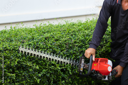 Home and garden concept. Hedge trimmer in action. Bush trimming work. Shrubs pruning. Gardening and cutting activities. photo