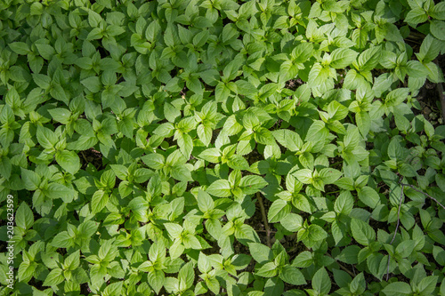 A pattern of green leaves of plants. View from above.