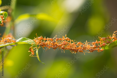 Ant action standing.Ant bridge unity team,Concept team work together © frank29052515