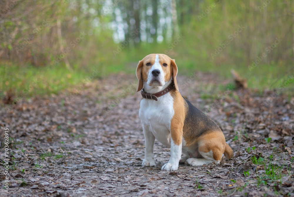 Beagle for a walk in the spring Park Beagle for a walk in the spring Park